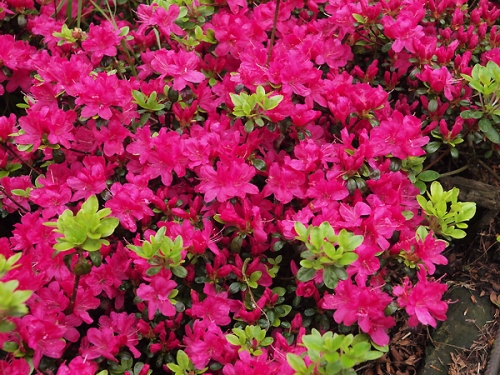 Azalea japonica 'Rubinetta'
